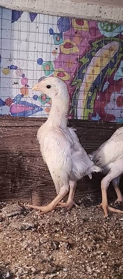 White o shamo chicks / chicks / shamo / Aseel / murga / hens / fancy
