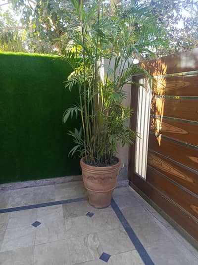 Beautiful Areca Palm with Pot for sale