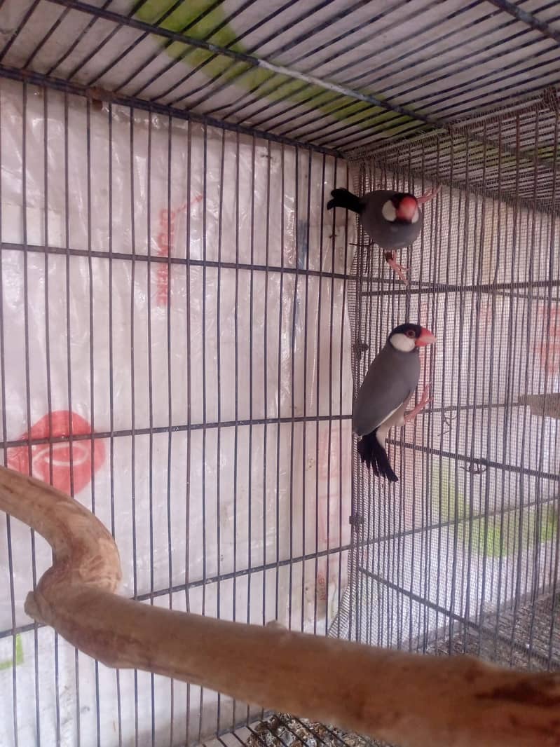 grey java breeder pair 0
