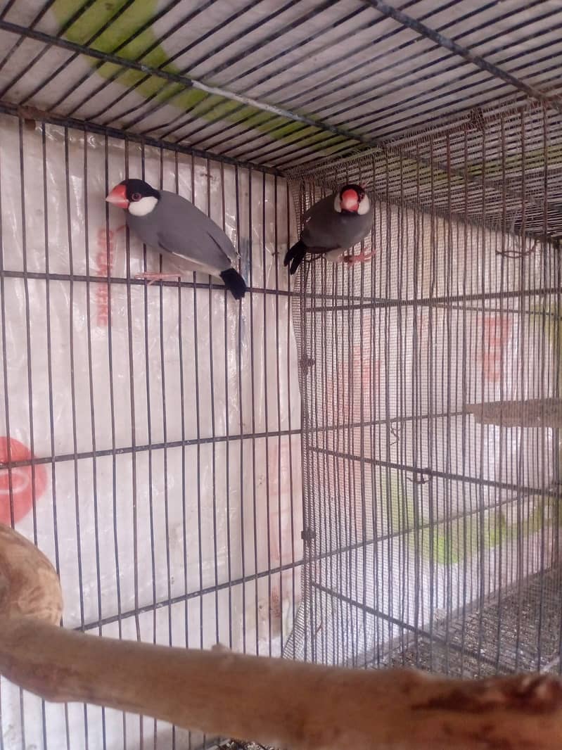 grey java breeder pair 1