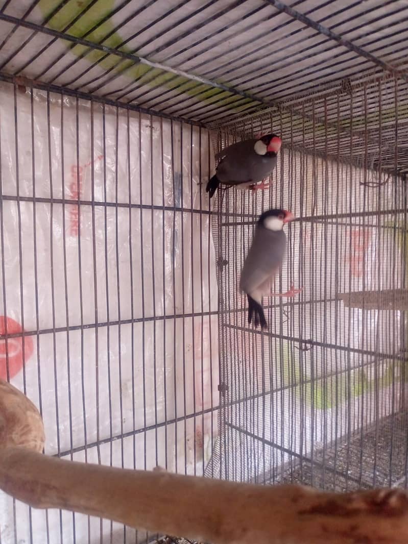 grey java breeder pair 2