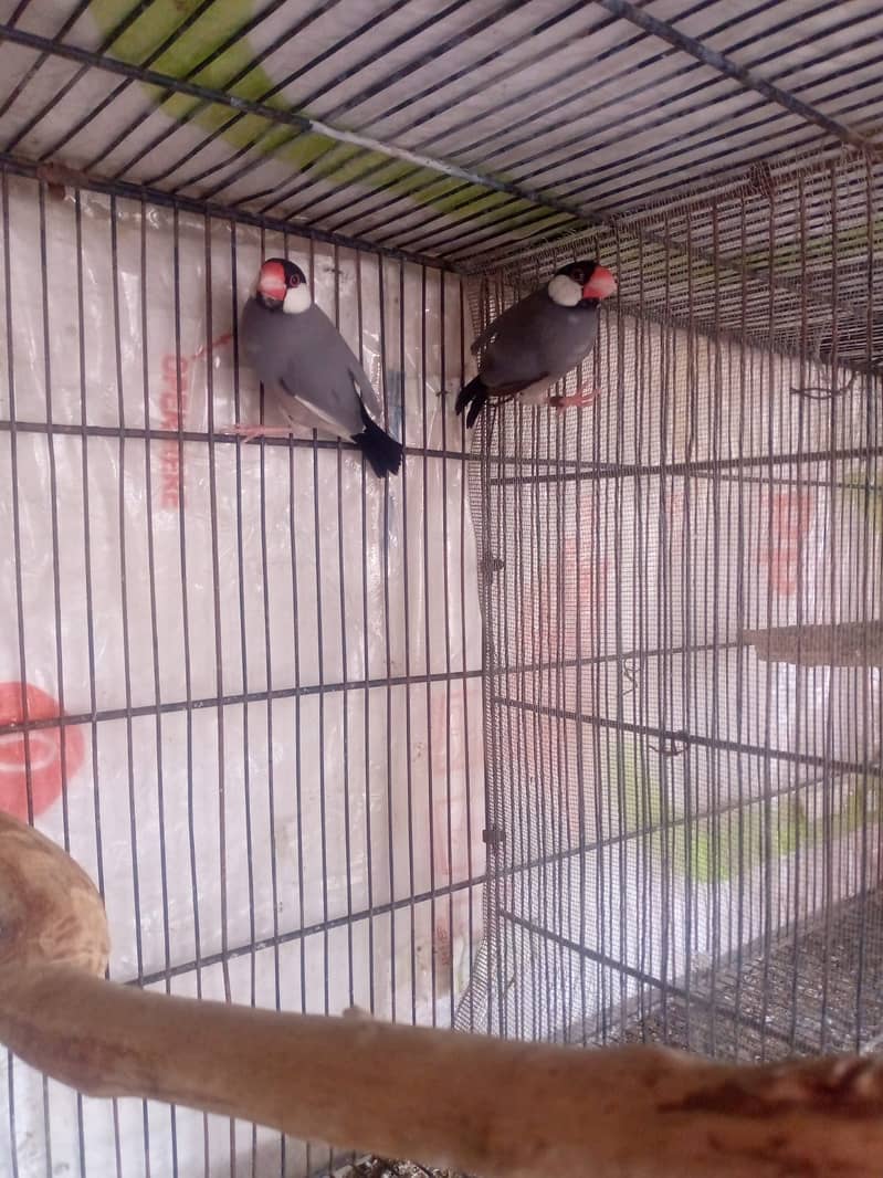 grey java breeder pair 3