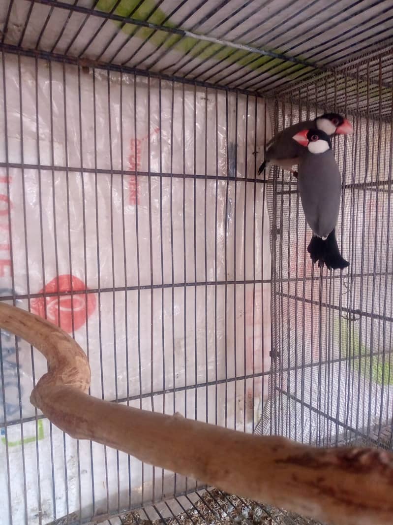 grey java breeder pair 5