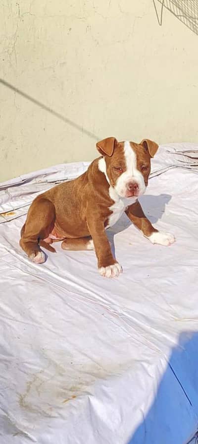 American Pitbull Terrior Female puppy