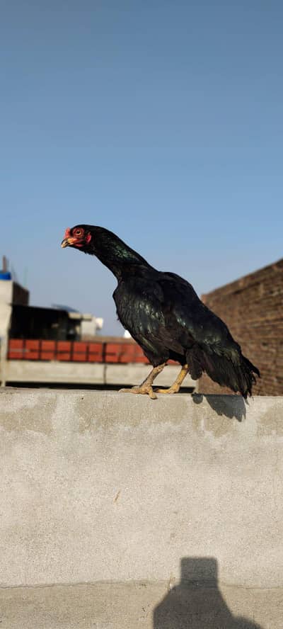 Mashallah high quality female jas Bhai chia wo rabta kar cargo