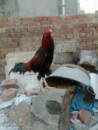 Aseel|Aseel Thai | Hens for sale