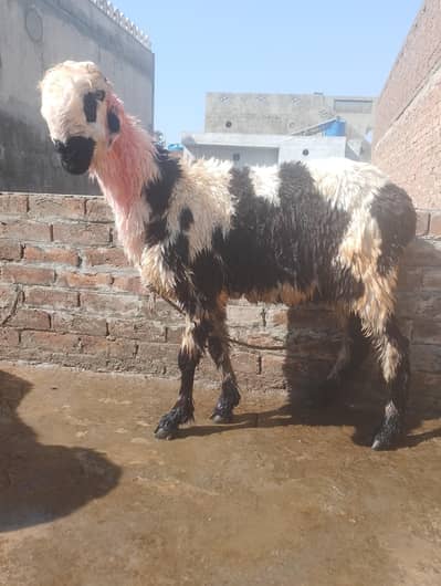 Mundra chatra for sale