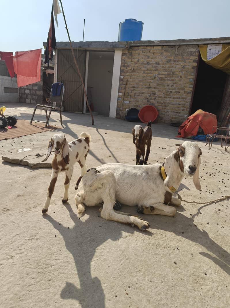 دیسی بکری دو بچوں کے ساتھ 0