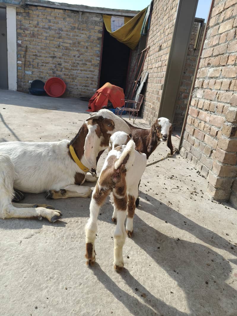 دیسی بکری دو بچوں کے ساتھ 2