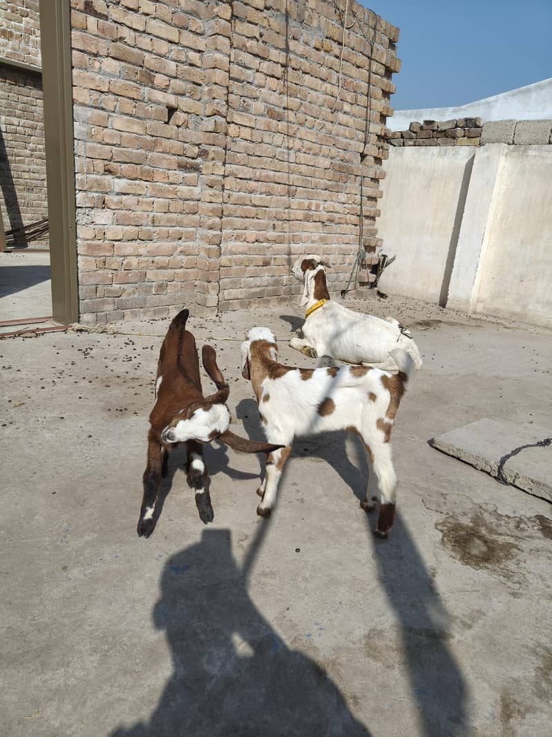 دیسی بکری دو بچوں کے ساتھ 4