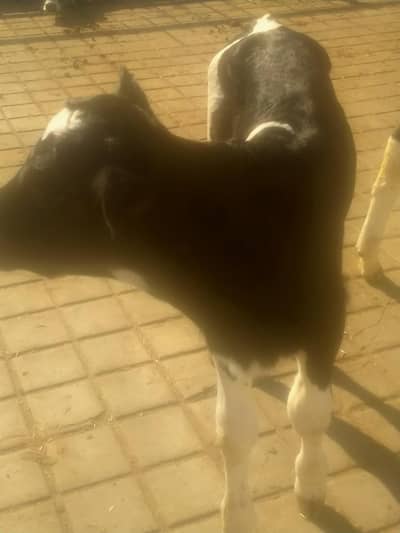 P/Fri cow Calf bull