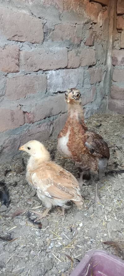 Aseel chicks or for sale