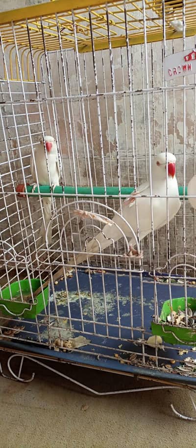 white ringneck bereder pair ready to breed