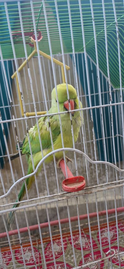 Female Parrot