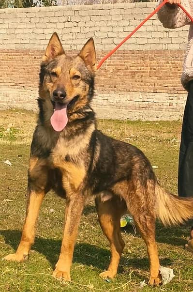 Belgium bigadi full security guard mail 5 month for sale