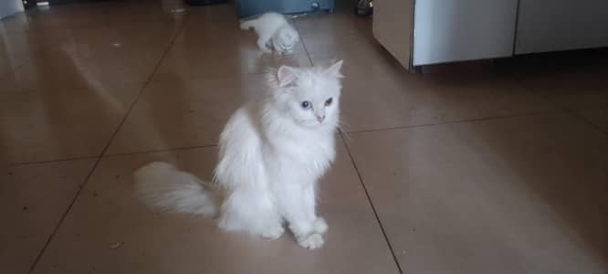 odd eyes triple coated white house pet