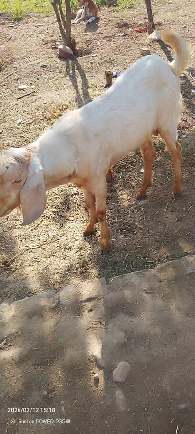 Do dant bkra pure white khobsorat