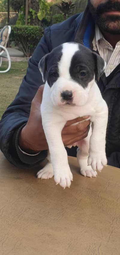 Am Staff puppies available