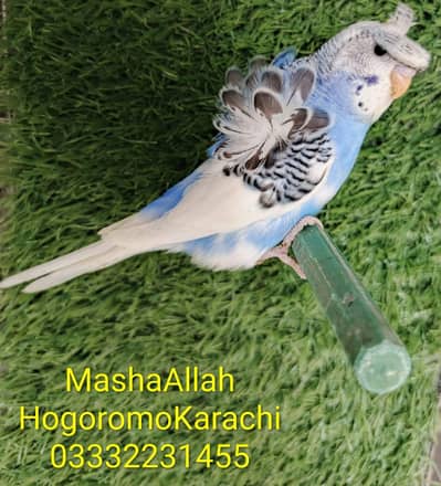 Budgie Hogoromo/ Hogoromo/ budgie lower/ rainbow hogoromo/ budgies