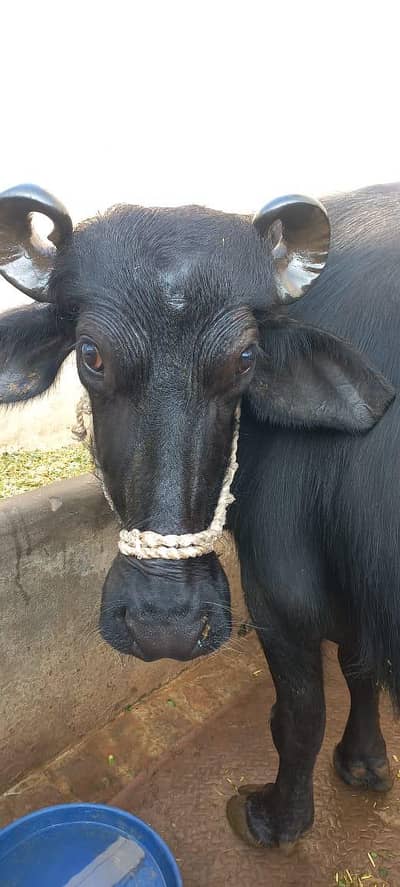 buffalo for sale milk 17kg