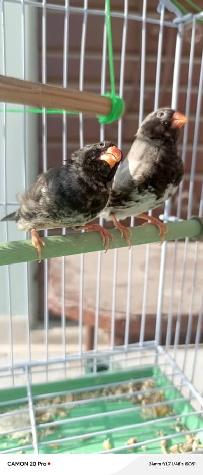 3b Finch pair and emo pair