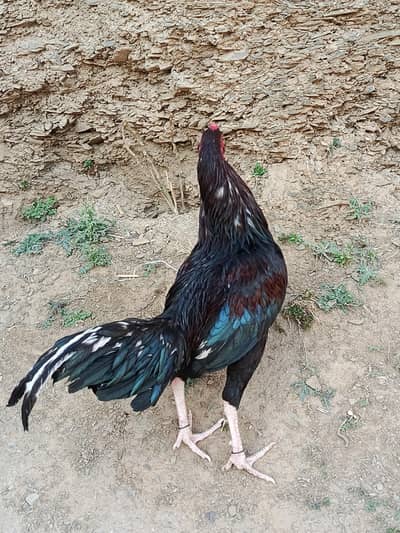 lakha male good quality