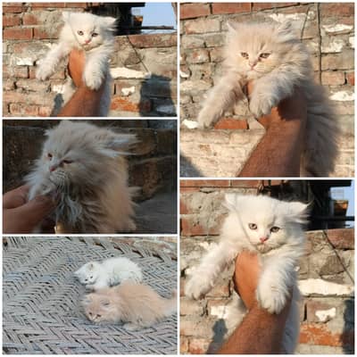 Persian kittens available male female