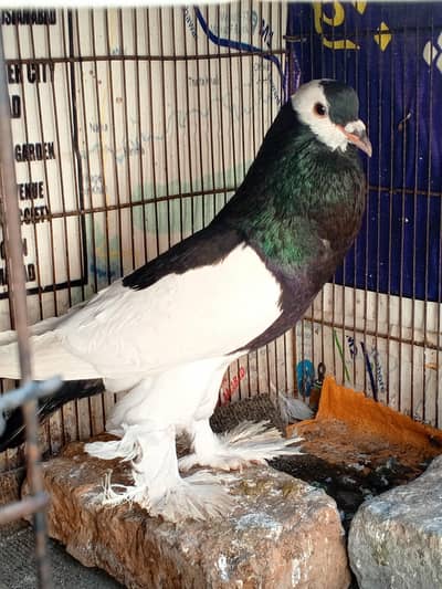 Magpay breder maile  far saile.