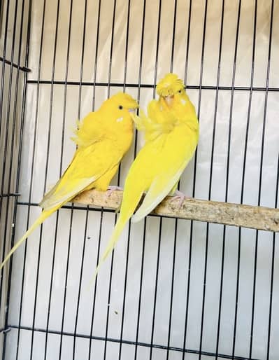 Hogoromo Breeder Pairs