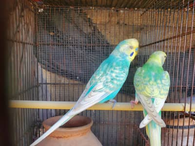 birds available for sale