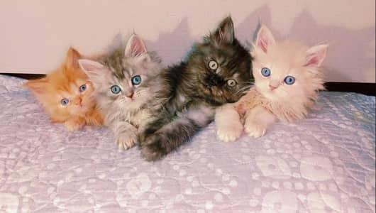 kitten - Punch face - Kittens persian cat - cute tripple - fluffy kity