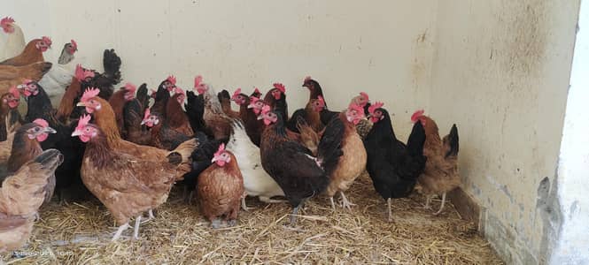 golden misri/Desi hens/Murgian