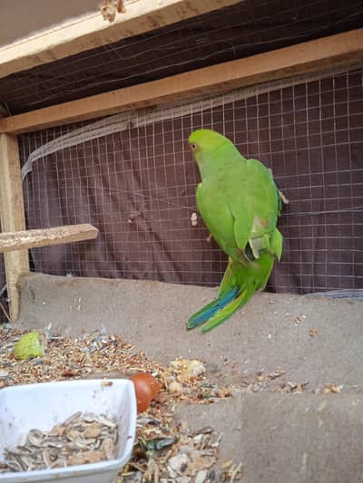 parot