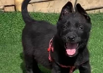 Black shepherd  male available