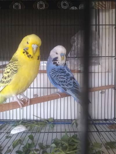 exhibition  budgie pair top class bloodline all birds available