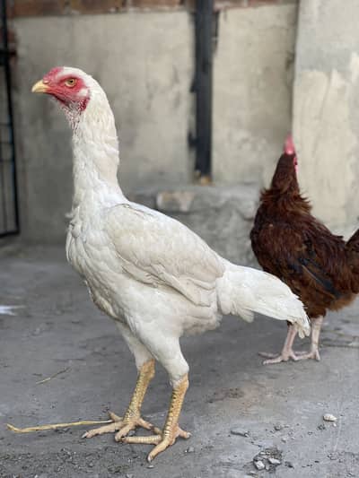 Aseel white shamo Female