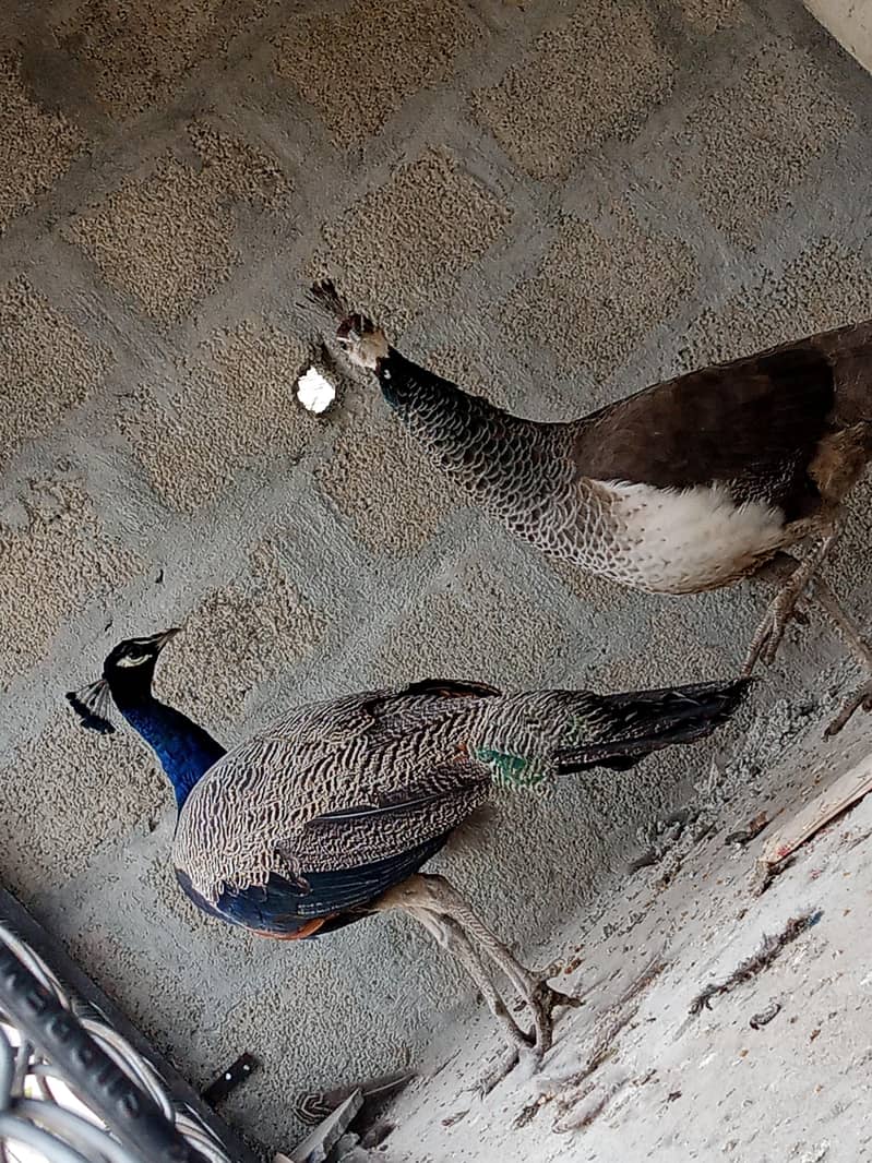peacock pair 0