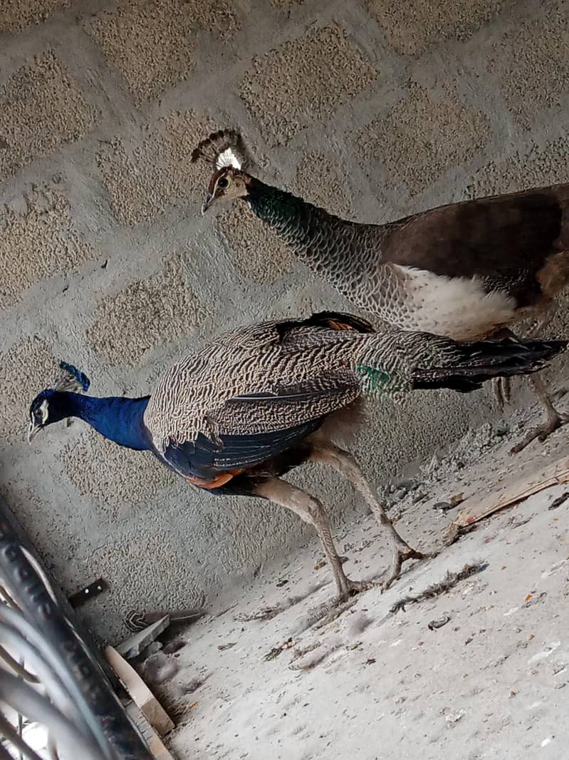 peacock pair 1