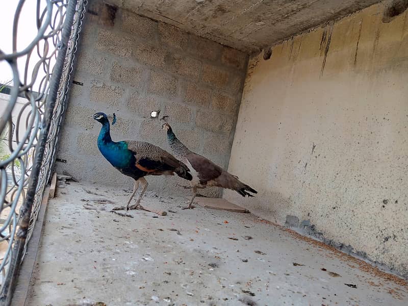 peacock pair 3