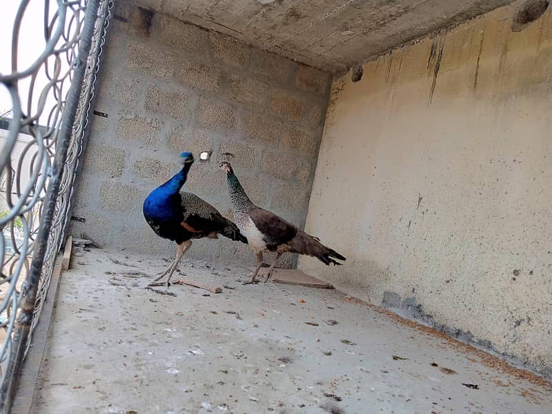 peacock pair 4