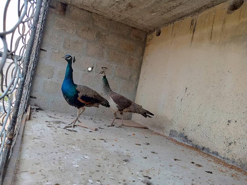 peacock pair 5