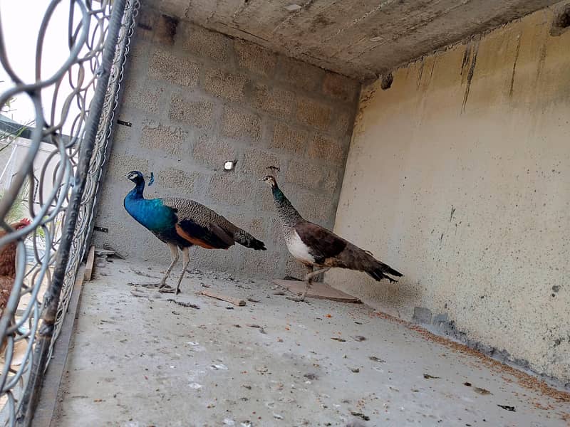 peacock pair 6