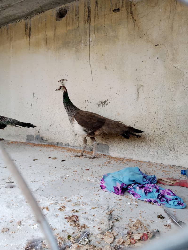 peacock pair 7