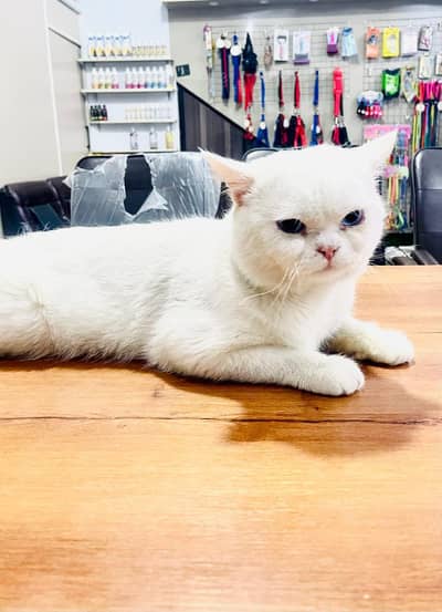 Persian cat