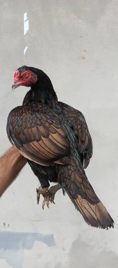 High Quality Shajra Female