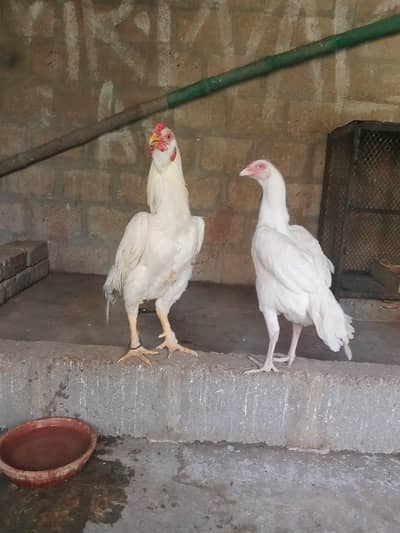 White paper Heera pair. .