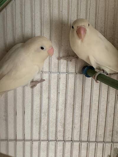 Love Birds Pair For Sale