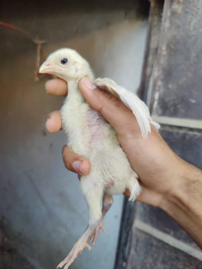 Aseel chicks