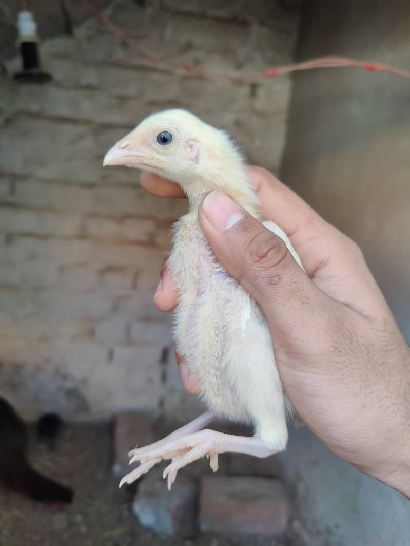 Aseel chicks 1