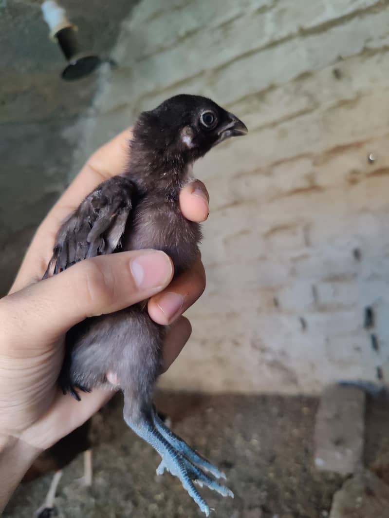 Aseel chicks 3
